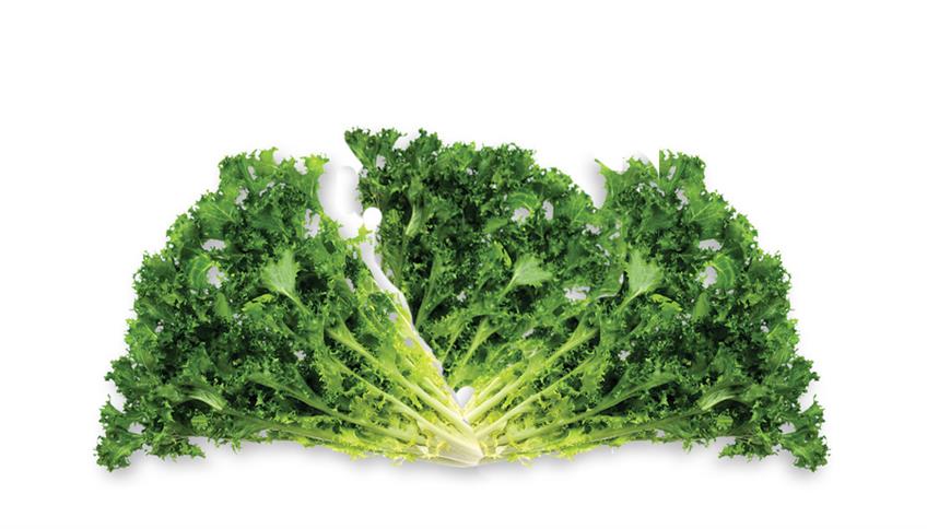 Insalata indivia Insalata indivia